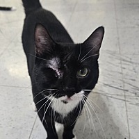 adopt a pet