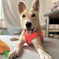 adopt a pet