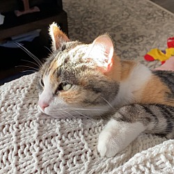 Photo of Aura-“kitty”