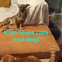 Thumbnail photo of Kiwi #4