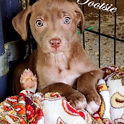 Thumbnail photo of Tootsie~adopted! #2