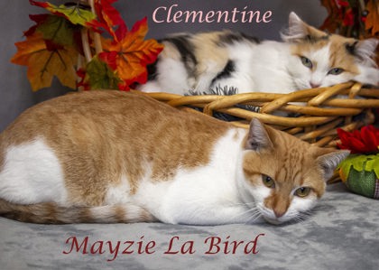 Photo of Clementine (C23-234)