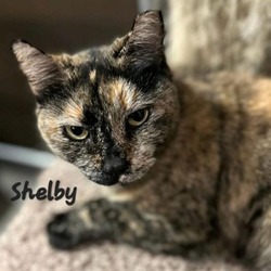 Thumbnail photo of SHELBY #1