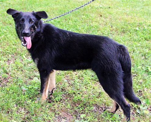 richmond, VA - German Shepherd Dog. Meet PUPPY BROCK a Pet for Adoption ...