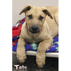 Thumbnail photo of Tate #1