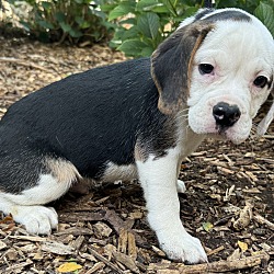 Thumbnail photo of Too Cute Toby 3/4 English bulldog #4