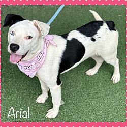 Thumbnail photo of ARIEL #4