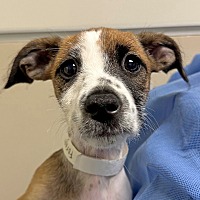 adopt a pet