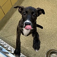 adopt a pet