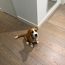 Chestnut, Mixed breed