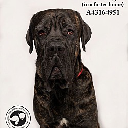 Cane Corso Puppies For Sale In Louisiana Adoptapetcom