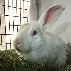 Thumbnail photo of Chance the Rabbit #2