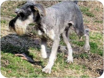 windjammer miniature schnauzers