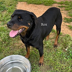 Photo of Rox