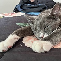 adopt a pet