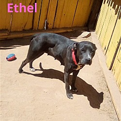 Thumbnail photo of Ethel-ADOPTED 12/29/22 #1
