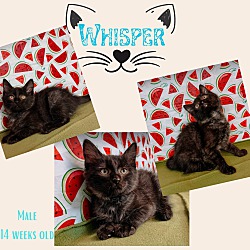 Photo of Whisper