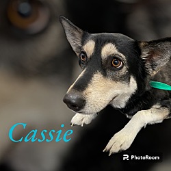 Photo of CASSIE