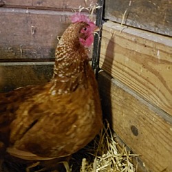 Photo of Hen Solo
