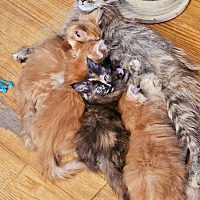 adopt a pet