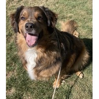 adopt-pet