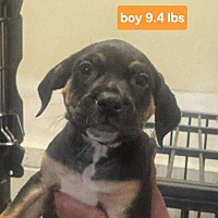 adopt a pet