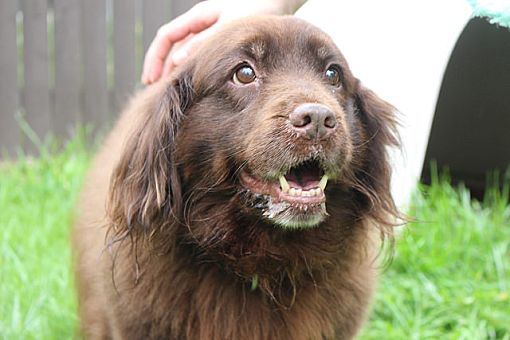 Chow chow spaniel sales mix