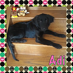 Photo of Adi