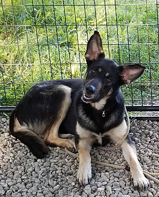 Minot, ND - German Shepherd Dog. Meet Kadira a Pet for Adoption ...