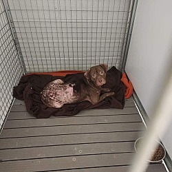 Thumbnail photo of Dogs at Shelter - Extra Urgent #2
