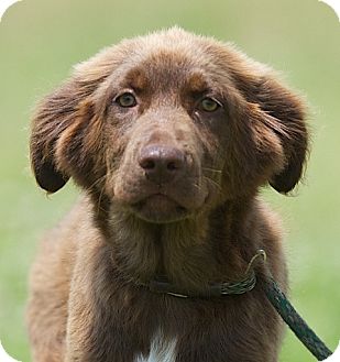 newfie aussie mix