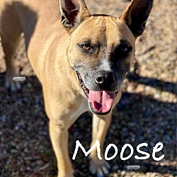 Thumbnail photo of Moose #1