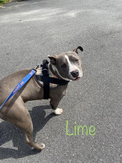 Photo of Lime