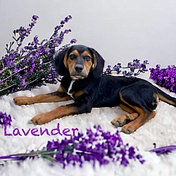 Thumbnail photo of Lavender #4