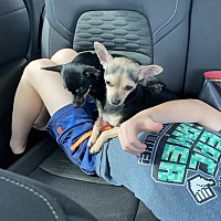 adopt a pet