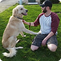 safe and sound pet rescue