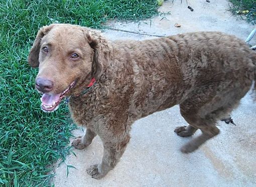 chesapeake bay retriever rescues