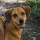 Corgi Puppies - Corgi Rescue and Adoption Near You