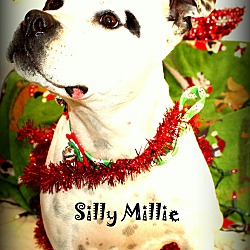 Thumbnail photo of Millie ~Holiday Promo~meet me~ #4