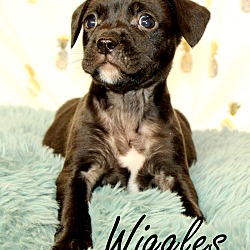Thumbnail photo of Wiggles~adopted! #1
