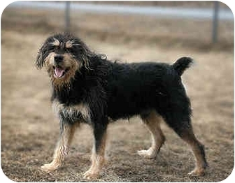 bernese mountain dog irish wolfhound mix