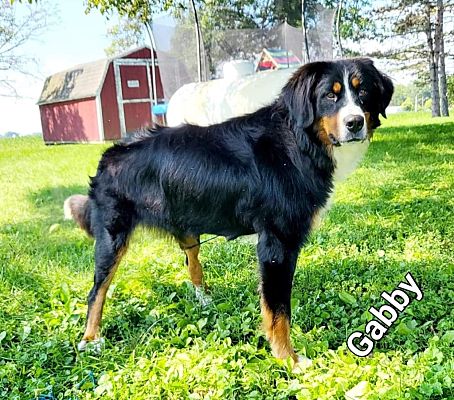 Defiance, OH - Bernese Mountain Dog. Meet Gabby a Pet for Adoption