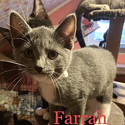 Photo of Farrah