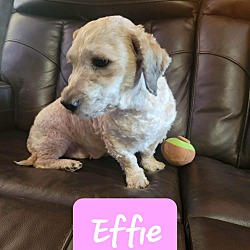 Thumbnail photo of Effie #2