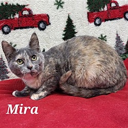 Thumbnail photo of Mira #2