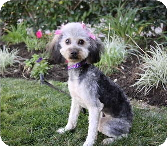 silky terrier poodle mix