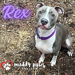 Thumbnail photo of Rex #1
