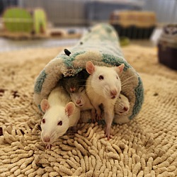 Thumbnail photo of Rats #2