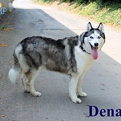 Thumbnail photo of Denali #2