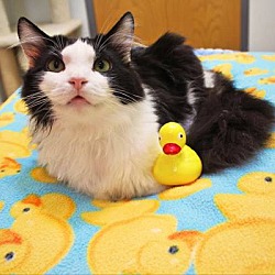 Thumbnail photo of Ducky #3